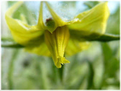 Varenblad_Flower3.JPG
