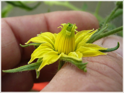 Weisnichts_Potato_Leaf_Flower3.JPG