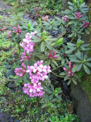 Daphne_sericea_Hortu.jpg