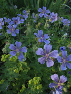 Geranium_Ushguli_Gris3.jpg