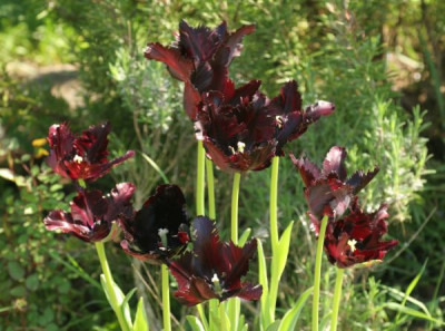 tulipa_black_parrot_1692.jpg