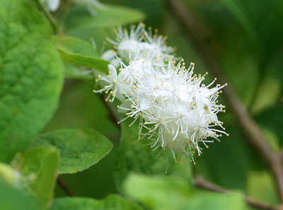 Symplocos_paniculata.jpg
