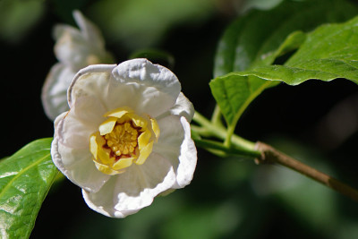 Sinocalycanthus-Mai2511.jpg