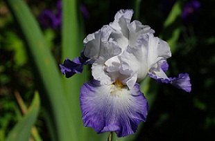 IMGP4070.JPG
