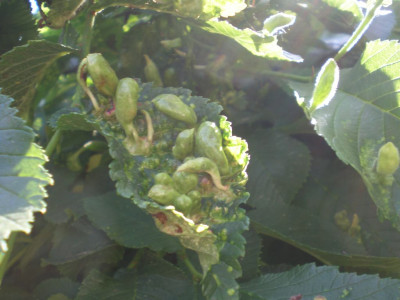 Ulmus_glabra_Pendula_Ulmengallenlaus_2011ea.jpg