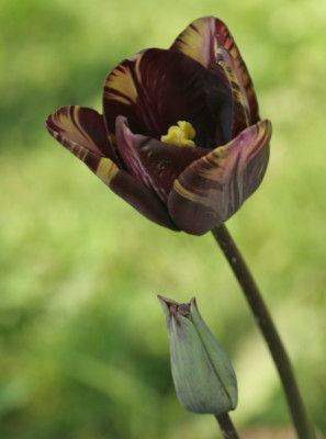tulipa_insulinde_1697.jpg