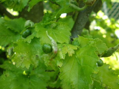 Ulmus_carpinifolia_Wredei_Ulmengallenlaus_2011ea.jpg