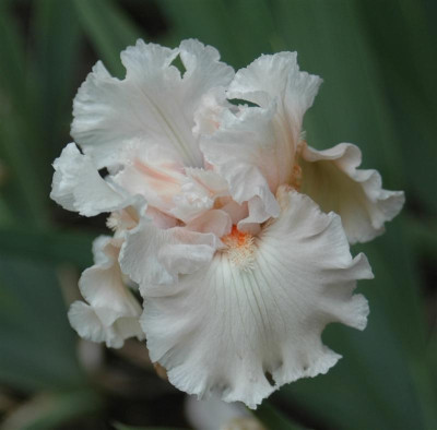 B6173a_Medium.jpg