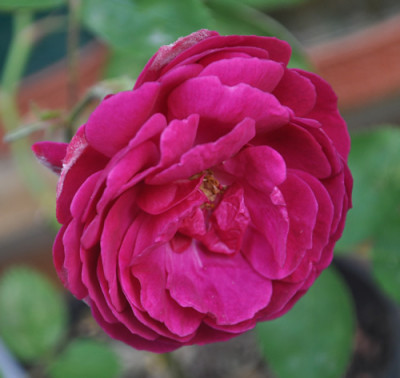 Geschwinds_Schoenste_St_0011__4932.jpg