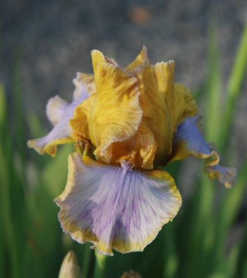 B5994bb_Medium.jpg