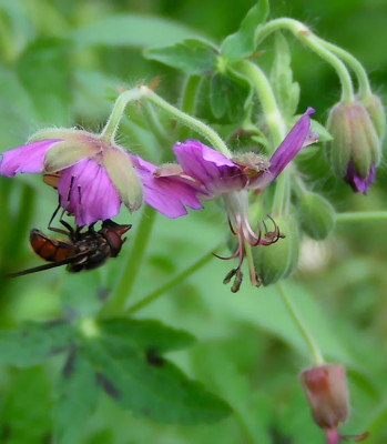 Ger_phaeum_mac_010505.jpg
