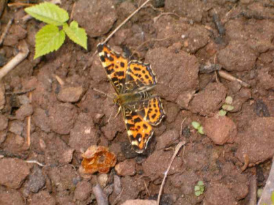 schmetterling_unbekannt_mai.jpg