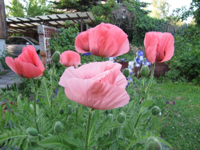 Rosa_110526.jpg