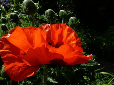 Papaver_orientale_knallrot_mit_Basalflecken_P10006891.jpg