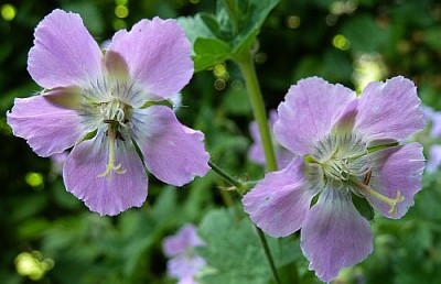G._Phaeum_Joan_Baker_P10006551.jpg