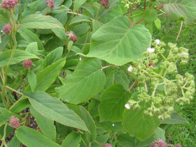 Robusta_Fulvescens_Vergleich_800x600.jpg