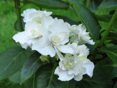 Hydrangea_macrophylla_Coco_800x600.jpg