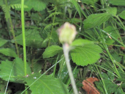 P1010023_600x600_79KB.jpg