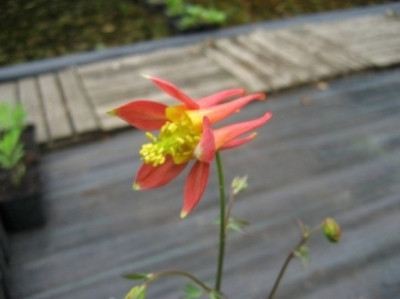 Aquilegia_skinneri.JPG