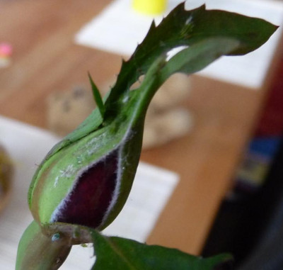 AzubisXTerra12_02.JPG