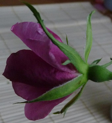 AzubisXLavP1_04.JPG