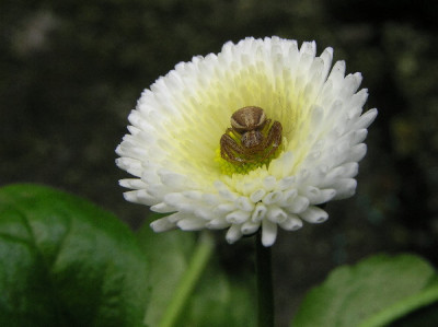 Bellis-April-6.jpg