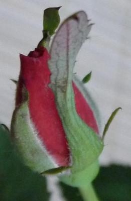 BFxAsch2_10.JPG