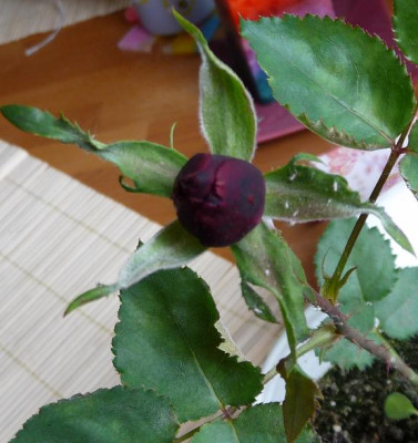AzubisXTerra6_02.JPG