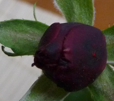 AzubisXTerra6_01.JPG