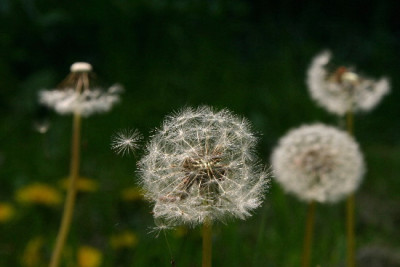 Taraxacum_-Mai-1.jpg