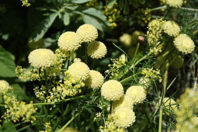 Galium_Santolina_rosmarinifolia.jpg