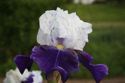 iris_park_unbekannt.jpg