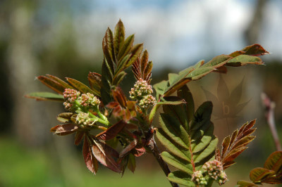 sorbus_hupehensis_2005_1.jpg