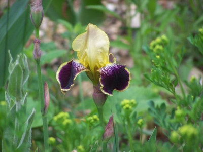 Mai_2011_Iris_Vingolf.jpg