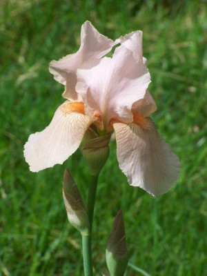 Mai_2011_Iris_Edward_of_Windsor.jpg
