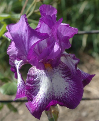 B6183a_Medium.jpg