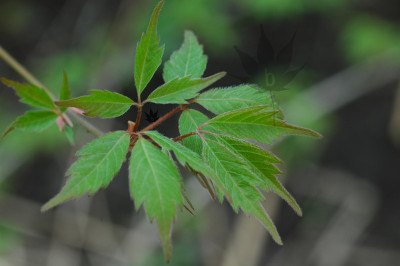 acer_cissifolium_01.jpg
