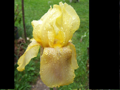 100_5404_Iris_Samling__gelb__-cc-_800.jpg