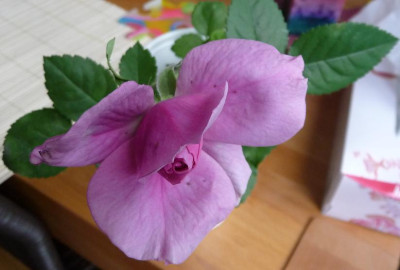 AzubisXLavP2_04.JPG