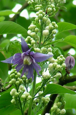 Clema_Maidwell_010505.jpg