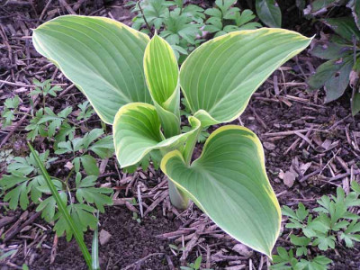hosta_sagae.jpg