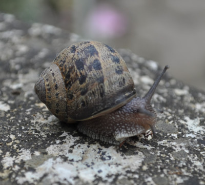 Schnecke_0011__5639.jpg