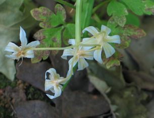 Allium-it.jpg