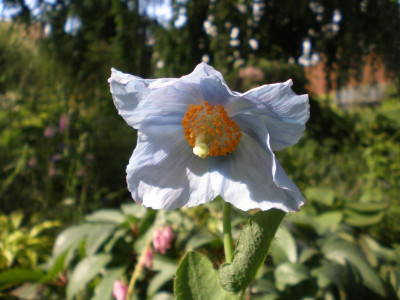 Meconopsis_betonicifolia_2011ea.jpg