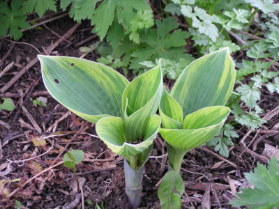 hosta_royal_standard.jpg