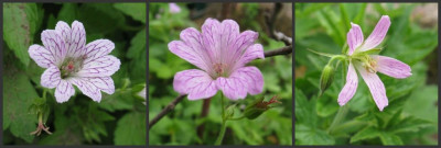 Geranium_versicolor_Samlinge_1024x768.jpg