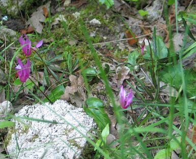 C.repandum-selva-gruppe.jpg
