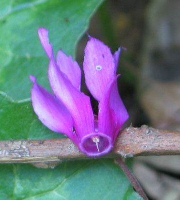 C.repandum-selva2.jpg