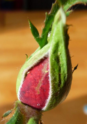 AzubisXTerra12_03.JPG