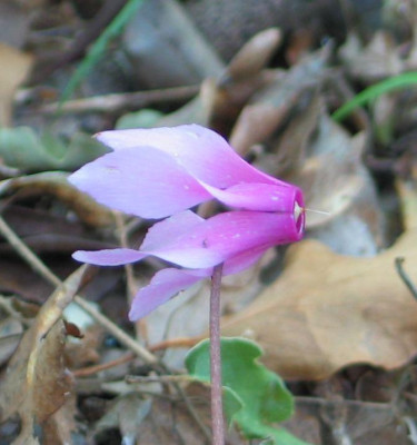 C.repandum-selva-blue.jpg